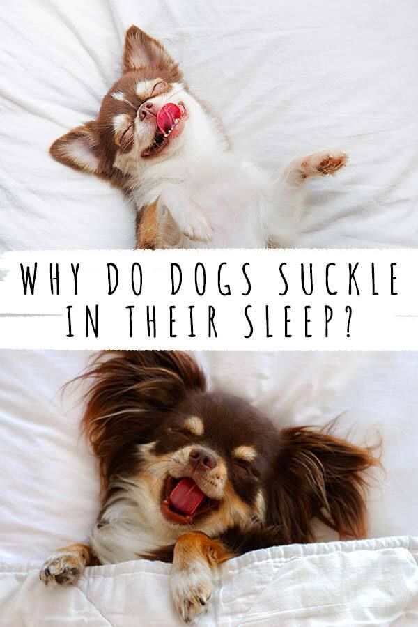 Varför suger hundar i sömnen?