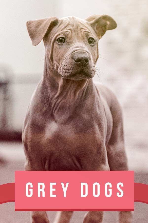 Grijze hondenrassen - 20 prachtige honden met grijze jassen