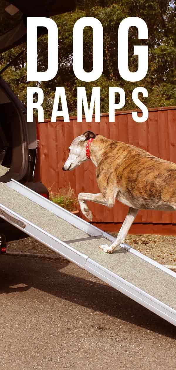 Geriausios šunų rampos automobiliams, lovoms ir laiptams