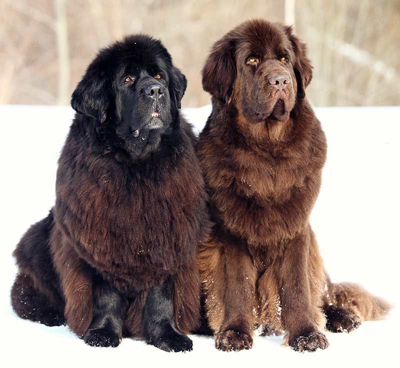 два новофаундлендска пса