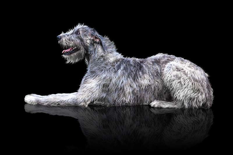 سب سے بڑی کتے کی نسلیں - دنیا میں سب سے بڑے کتے کی خاصیت