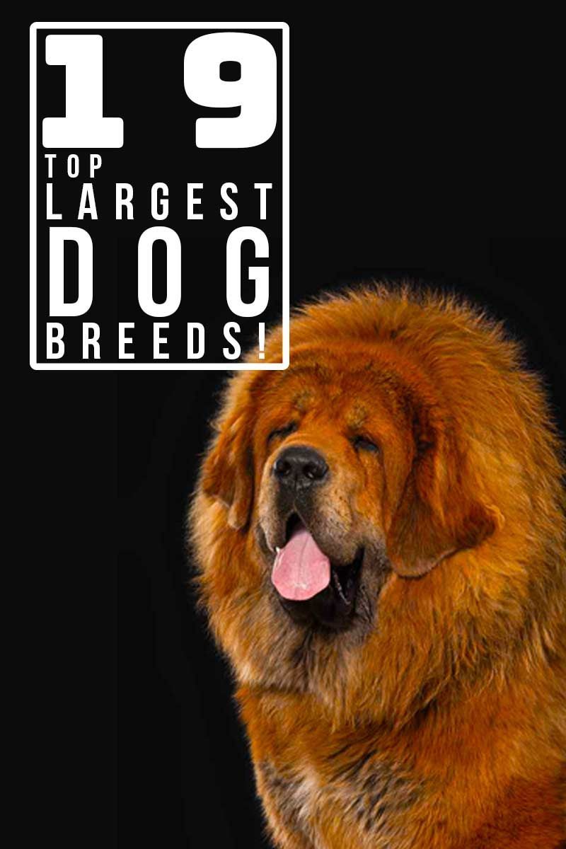 19 سب سے بڑی کتے کی نسلیں! - کتے کی نسل کے جائزے