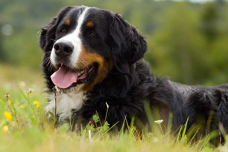 portret bernskega planinskega psa