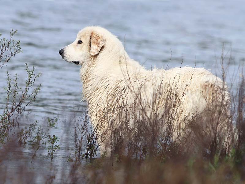 Велики Пиринеји - пиренејски планински пас