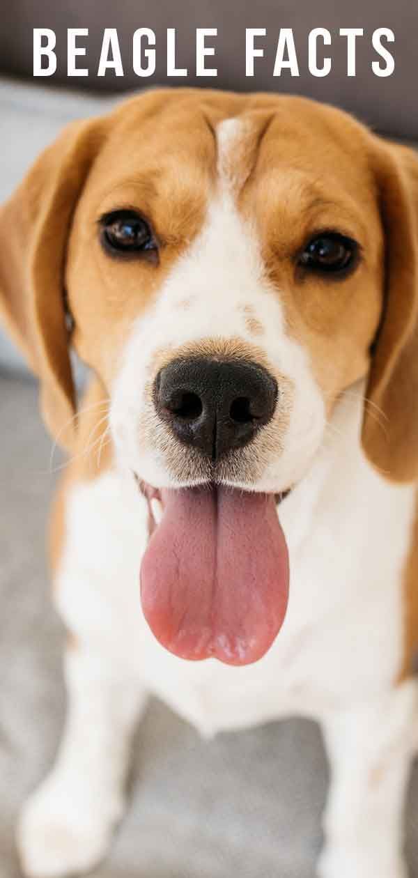 20 faits fascinants sur Beagle - Combien en connaissez-vous?