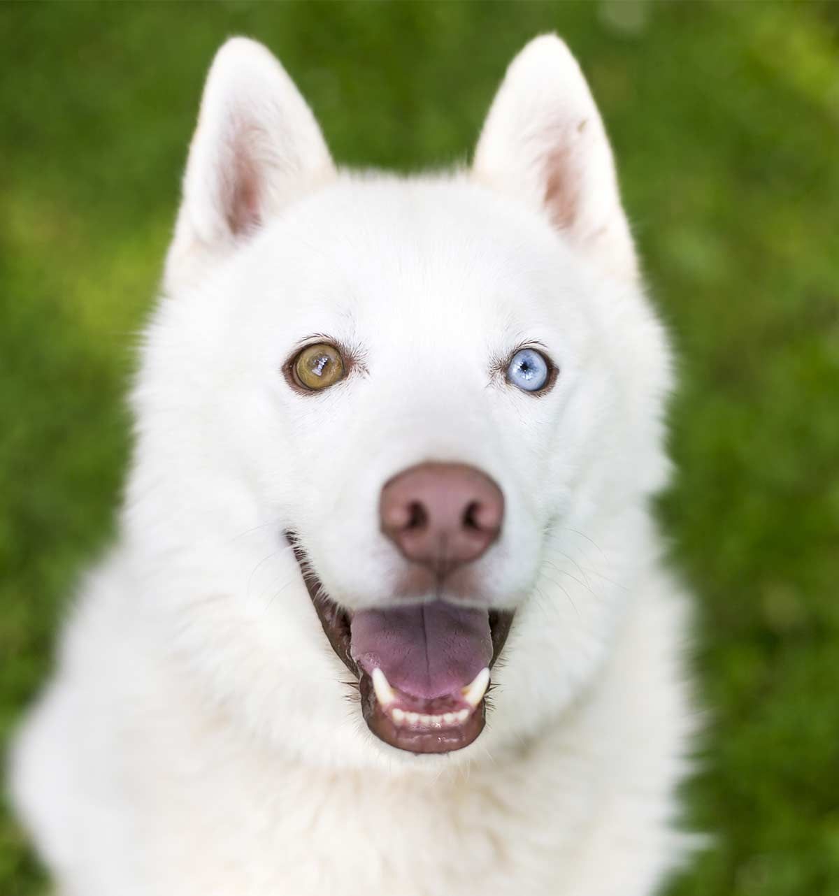 šunys su skirtingų spalvų akimis