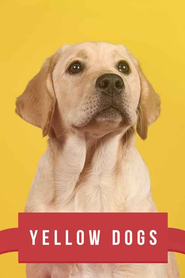 גזעי כלבים צהובים - 20 כלבי חום להאיר את יומך!