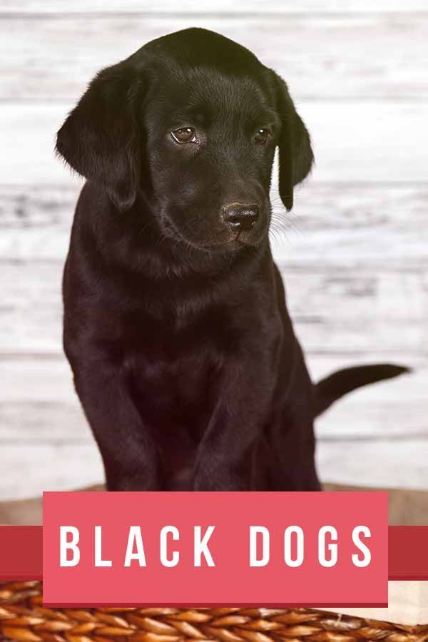 גזעי כלבים שחורים