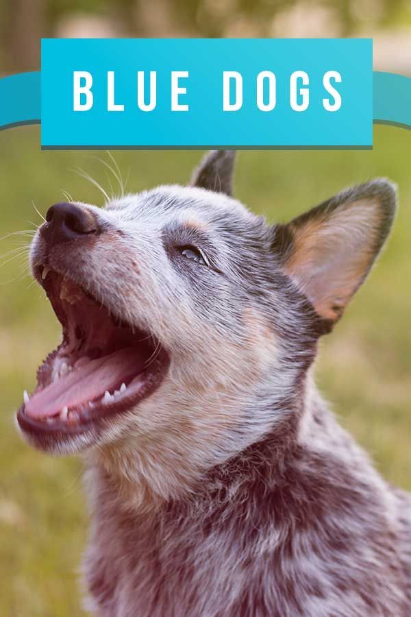 Races de chiens bleus - 20 belles races bleues que vous allez adorer