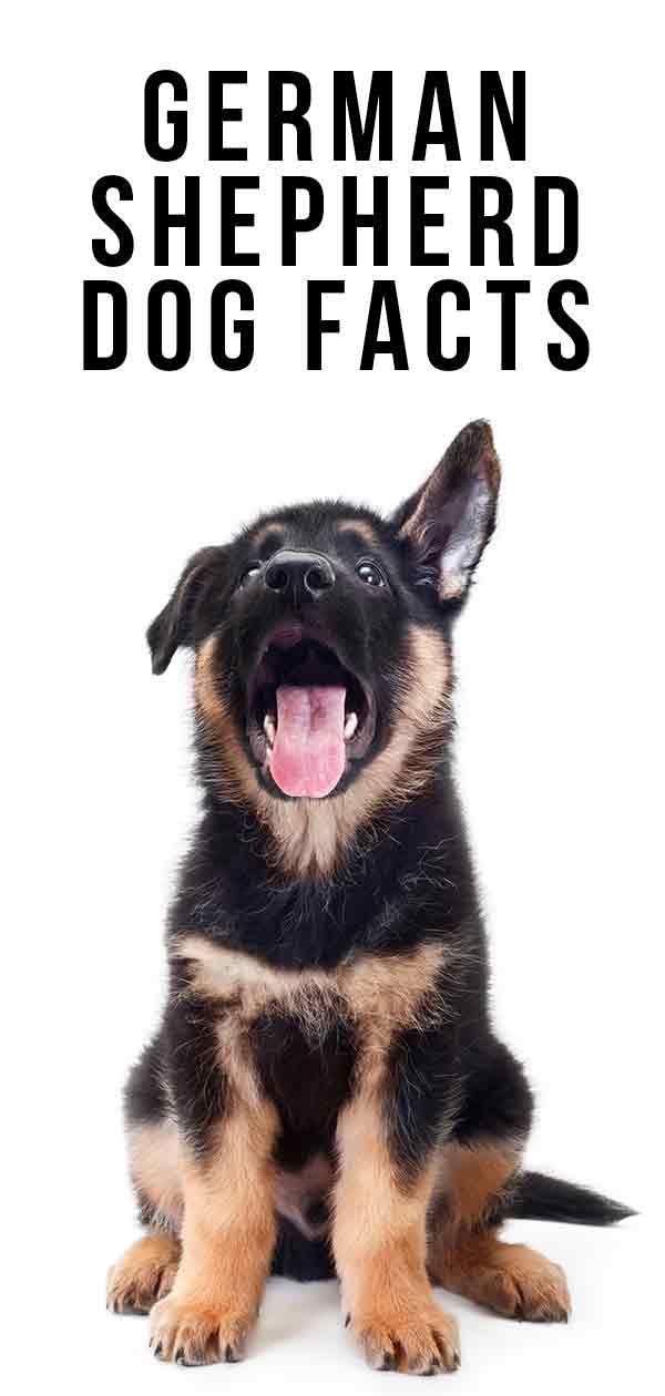 35 lustige Fakten zum Deutschen Schäferhund, um Ihre Freunde zu überraschen