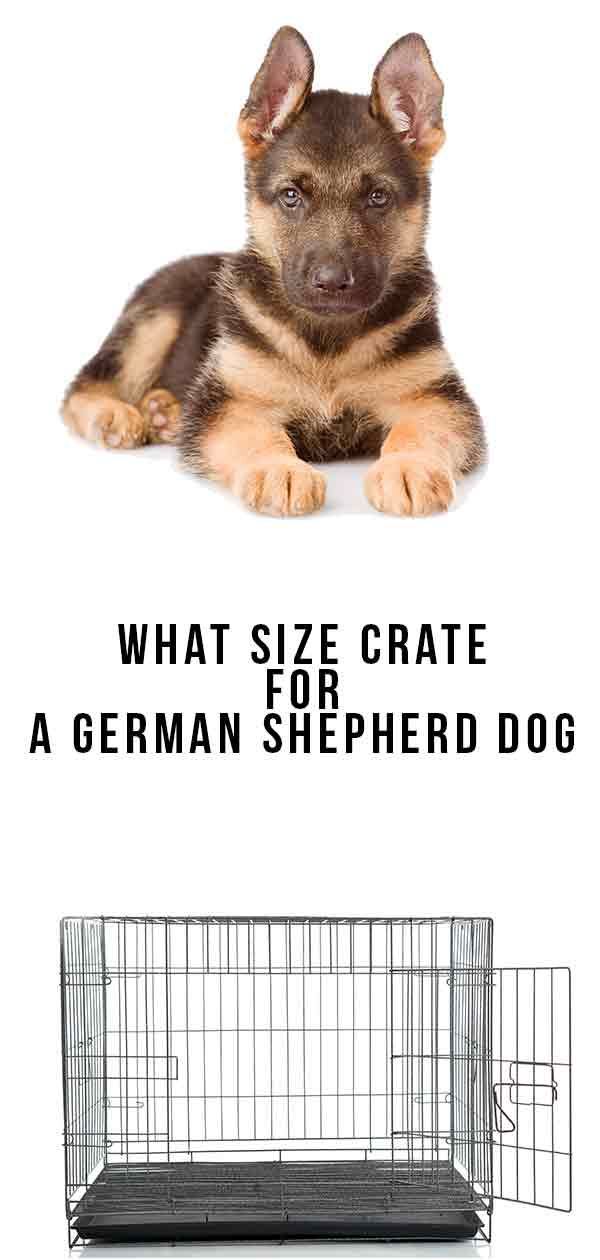 एक जर्मन शेफर्ड के लिए कौन सा आकार टोकरा है
