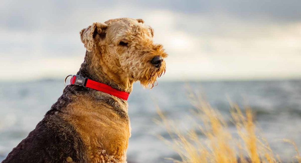 airedale terier