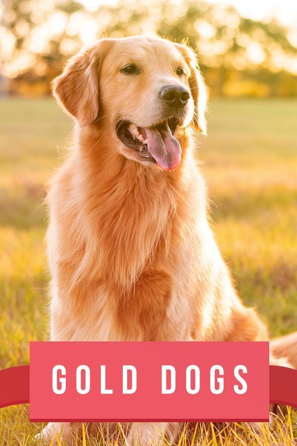 Raças de cães dourados - 20 cães dourados com pele bonita