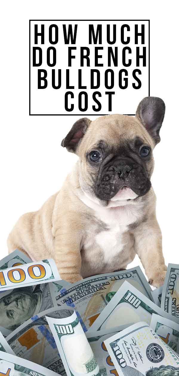 quant costen els bulldogs francesos