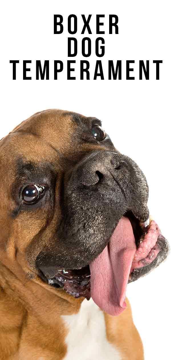 ボクサー犬の気質：この犬はあなたの家族にぴったりですか？