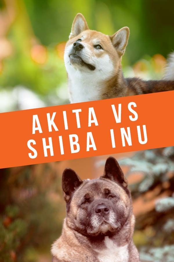 Akita vs Shiba Inu - Welke inheemse Japanse hond is de beste?