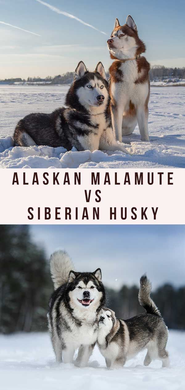 Аљашки маламут против сибирског хаскија - две сличне, али различите расе