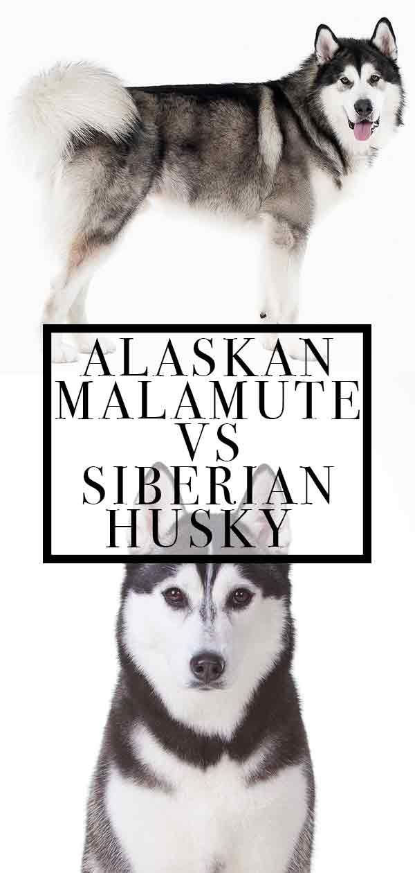 malamuutti vs husky