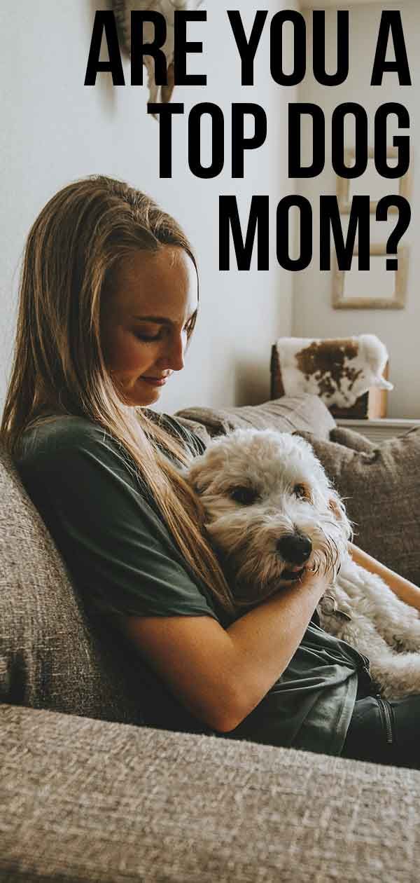 האם אתה אמא ​​של כלב מוביל או שמא מאחוריך?