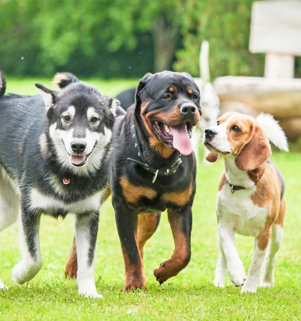 Doggy Daycare - Pilihan Tepat Untuk Anda Dan Anak Anjing Anda?