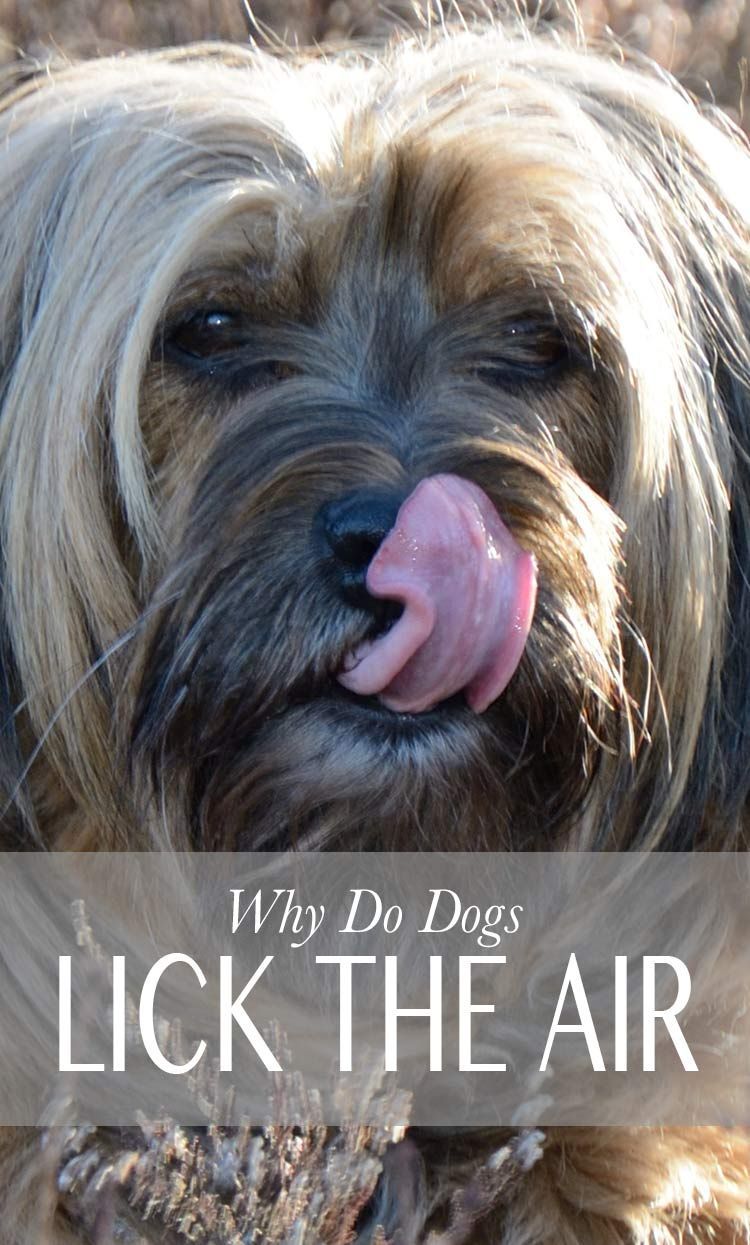 Miksi koirani nuolee ilmaa