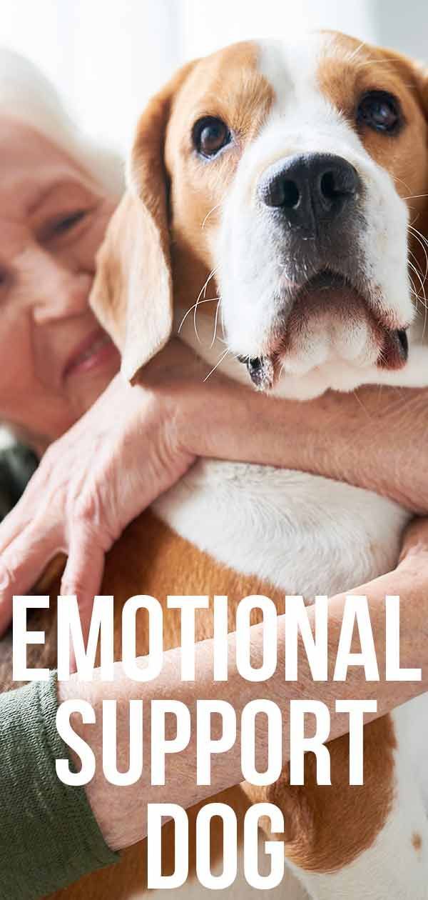 Emocinis palaikymo šuo - tinkamo sertifikato pasirinkimas