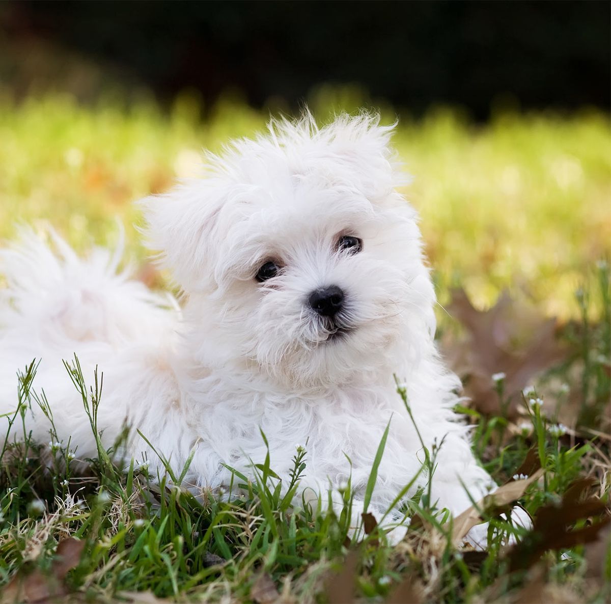 Mažiausias šuo pasaulyje - mažos veislės ir mažų veislių sveikata