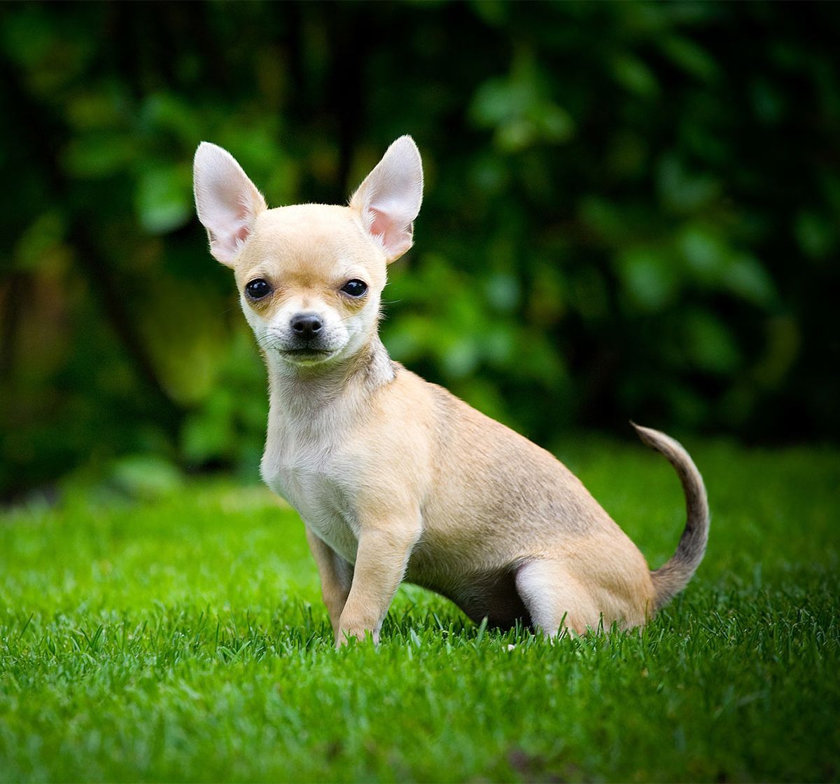 दुनिया में सबसे छोटा कुत्ता