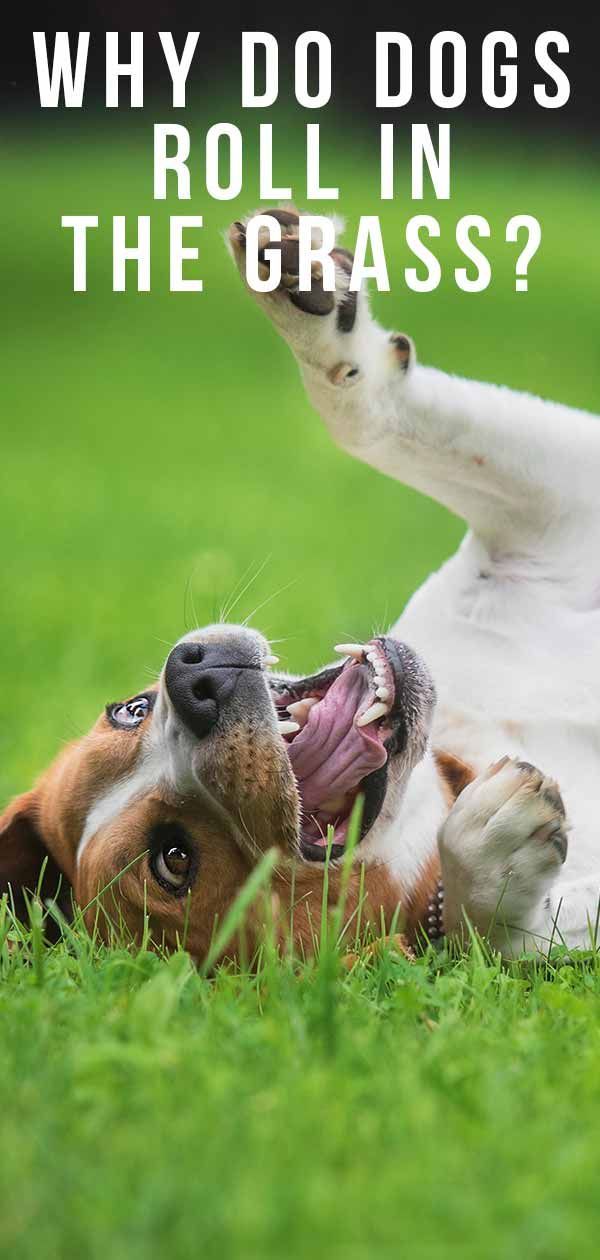 Zakaj se psi valjajo v travi, ko jih vzamete zunaj?