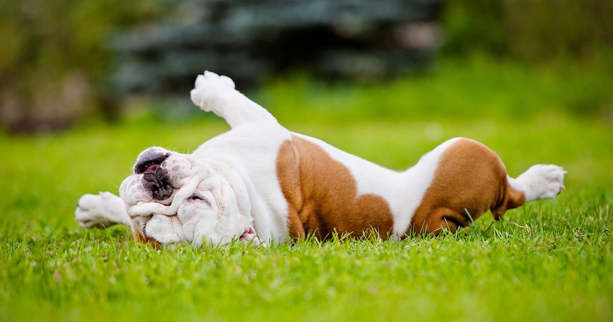 Per què rodegen els gossos per herba?