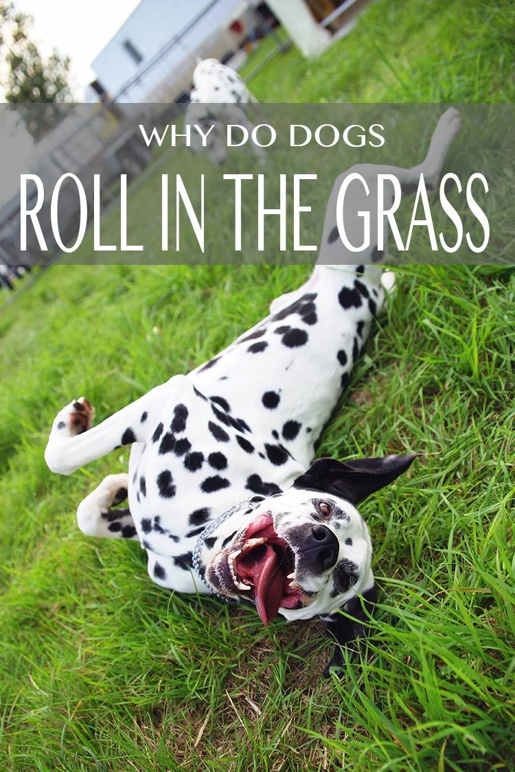 Ar dėl savo malonumo? Norint palengvinti niežėjimą? Tik kodėl šunys rieda žolėje? Mes tiriame!