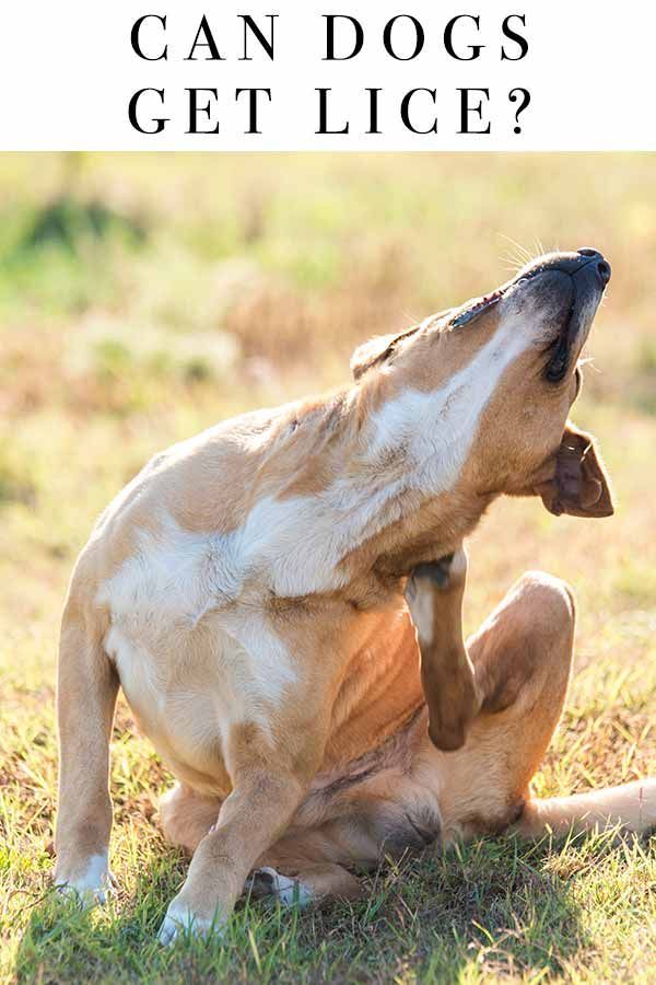 Les chiens peuvent-ils attraper des poux? Un guide pour prévenir et traiter les poux de chien