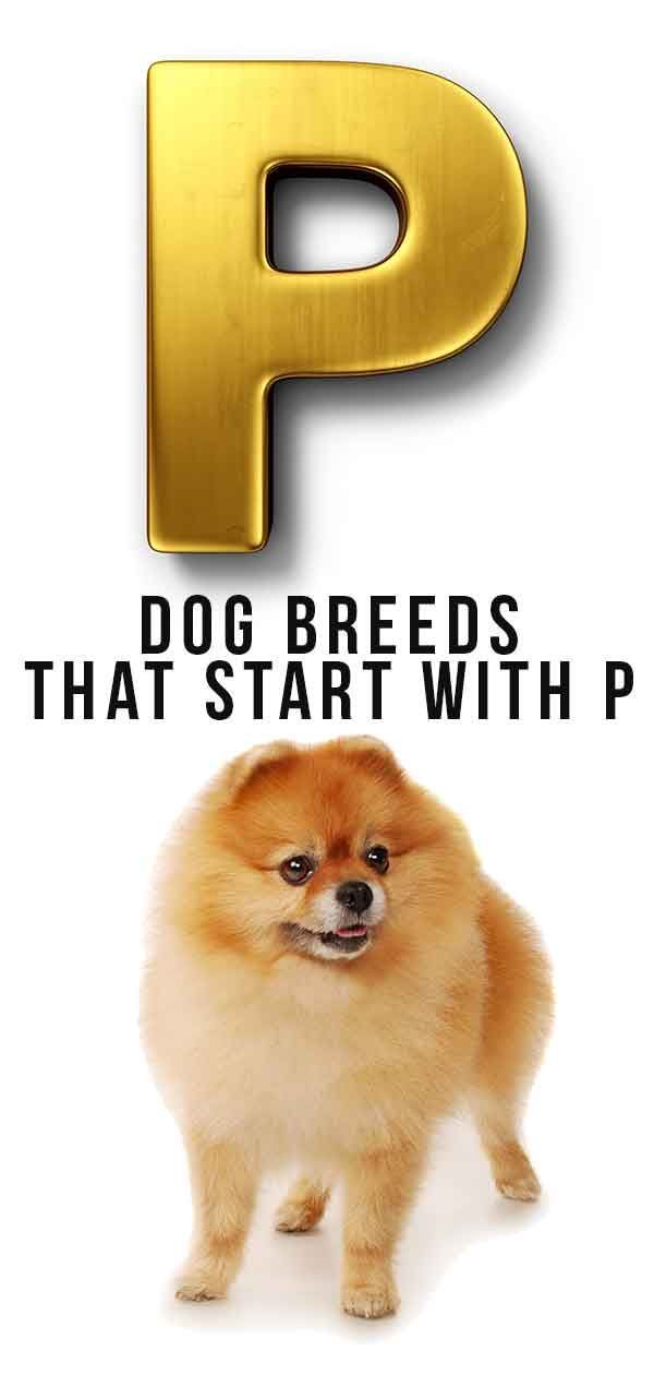 Races de chiens commençant par P