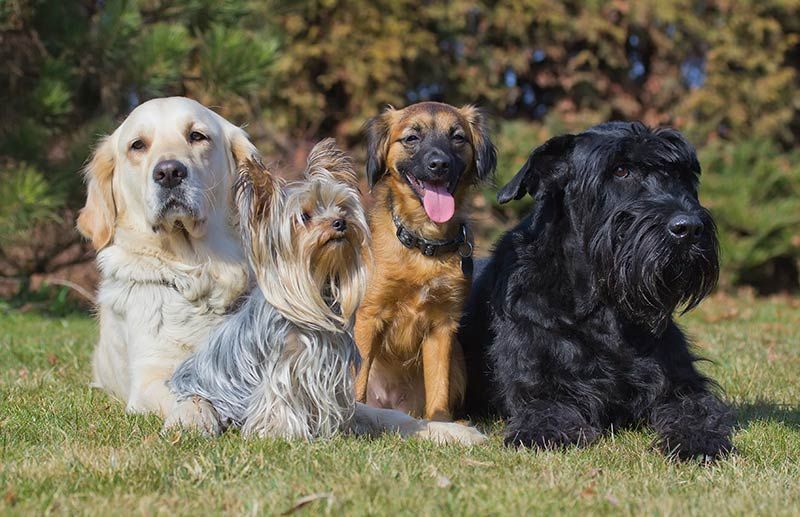 קונפורמציה של כלב יכולה להשפיע על בריאות הכלב
