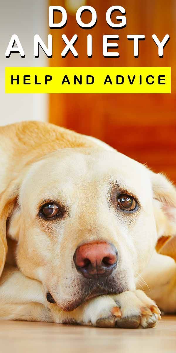 कुत्ते की चिंता - इसे कैसे पहचानें और उनकी मदद कैसे करें