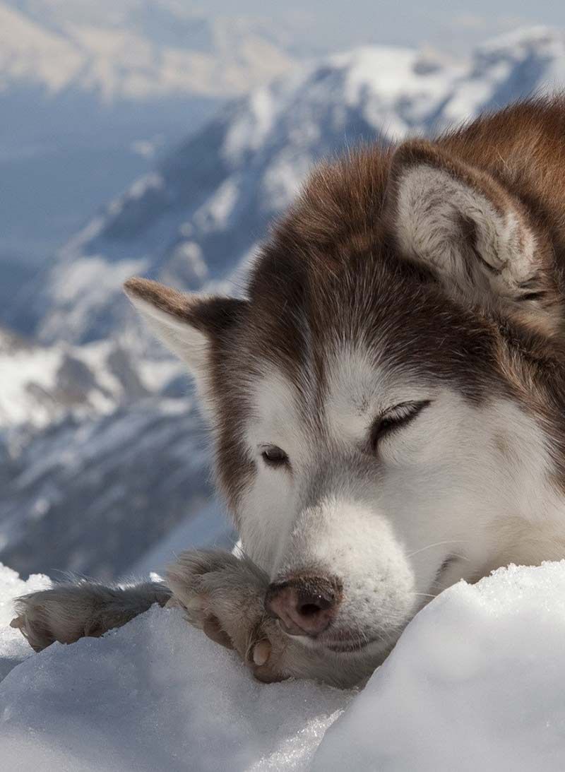 یہ خوبصورت ہسکی برف میں سو رہی ہے ، لیکن کتوں کو کتنی نیند کی ضرورت ہے