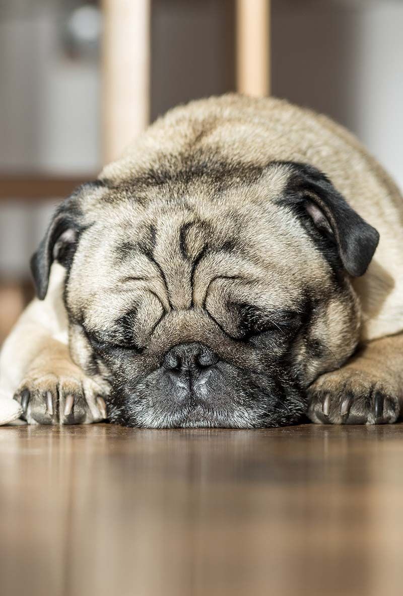 Поспаним псима је понекад досадно, али претјерано спавање може бити знак да нешто није у реду
