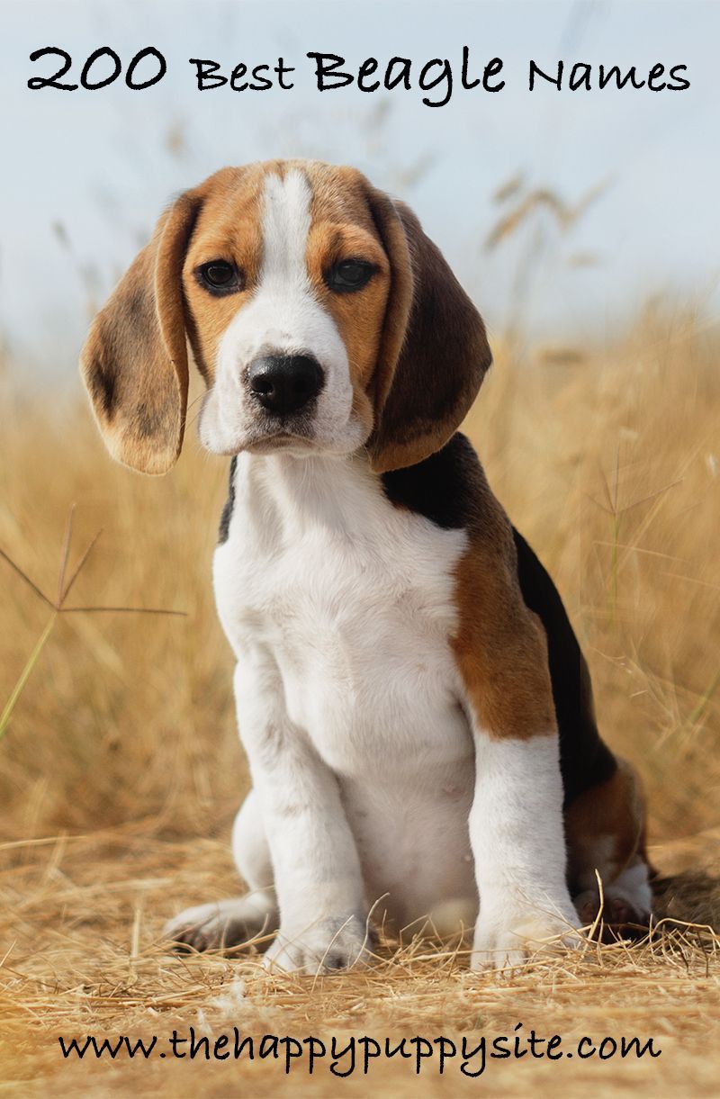 Noms de Beagle - 200 bonnes idées pour nommer votre Beagle