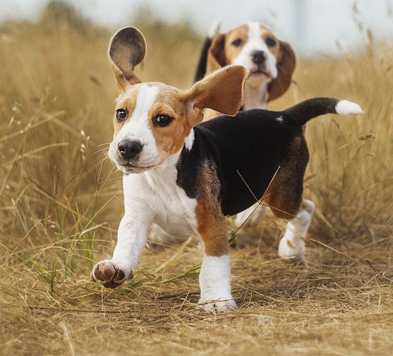 pinakamahusay na mga pangalan ng pangangaso beagle