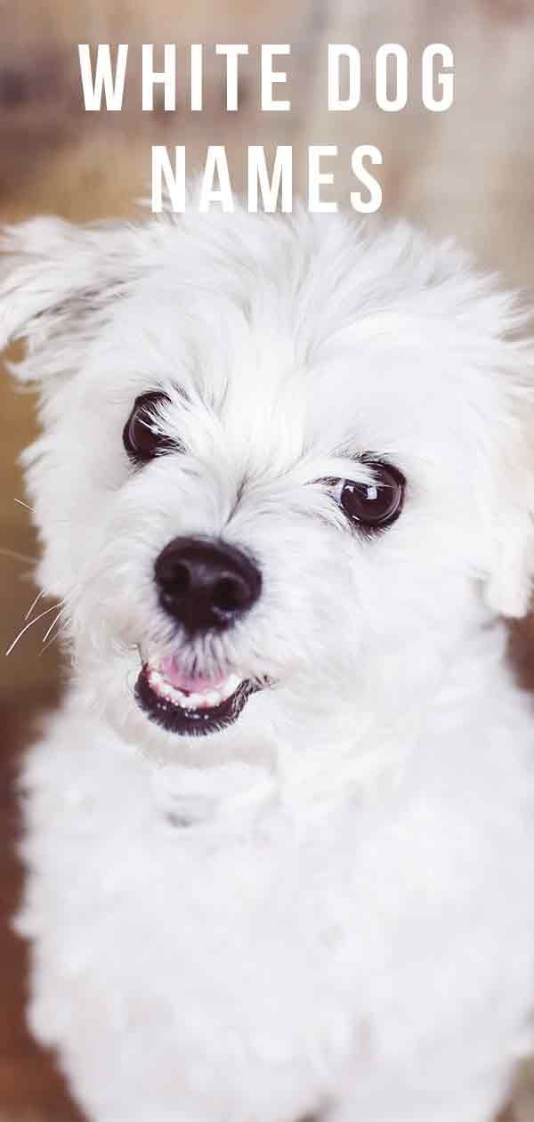 Weiße Hundenamen - Erstaunliche Namensideen für Ihren neuen weißen Welpen