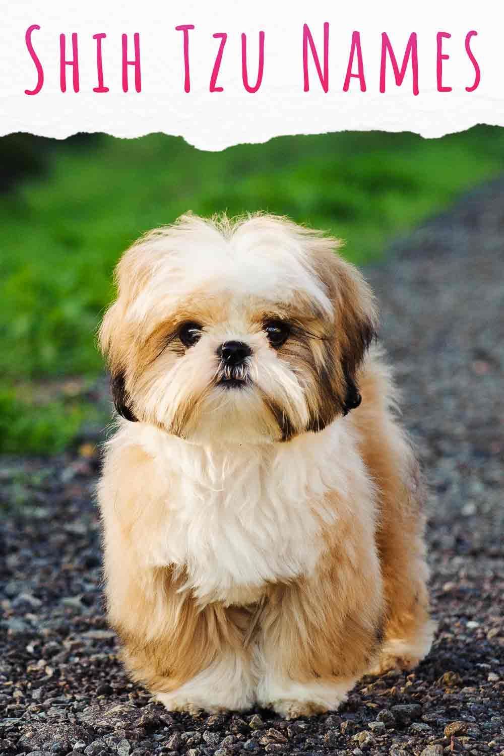 Ево нашег водича за најбоља имена паса Схи Тзу
