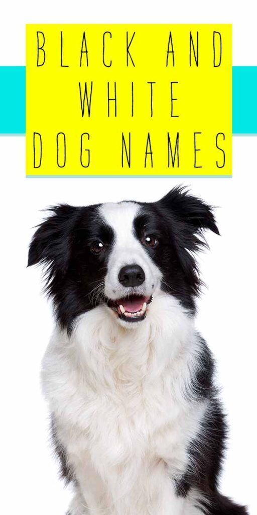 Noms de chien noir et blanc - plus de 300 idées de chiots monochromes