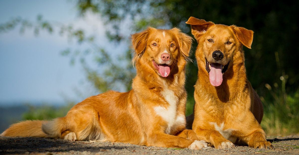 Rote Hundenamen - Die besten männlichen und weiblichen Namen für Ihren Ingwerhund