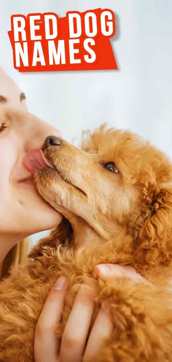 Red Dog Names - De bästa manliga och kvinnliga namnen på din ingefärahund