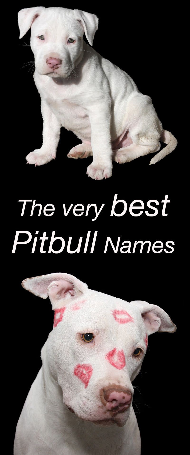Najboljša imena Pitbull za vašega novega psička