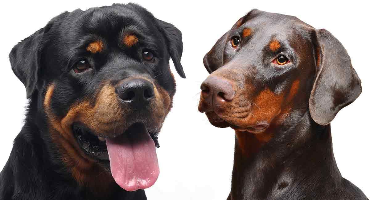 Tough Dog Names - Erstaunliche Ideen für Badass Pupsters