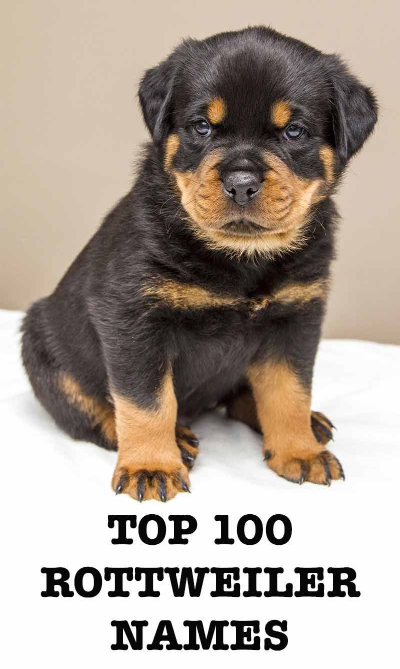 Rottweiler-Namen - 100 großartige Ideen für die Benennung Ihres Rottie