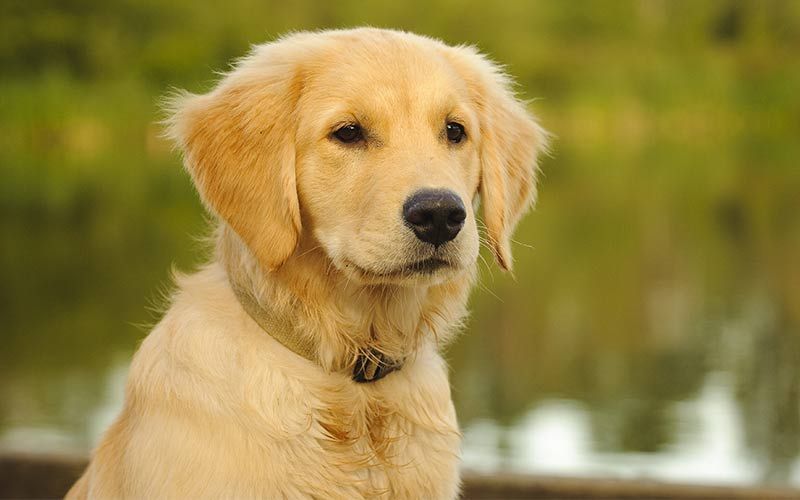 שמות כלבים נקביים: רעיונות מדהימים לילדות מדהימות