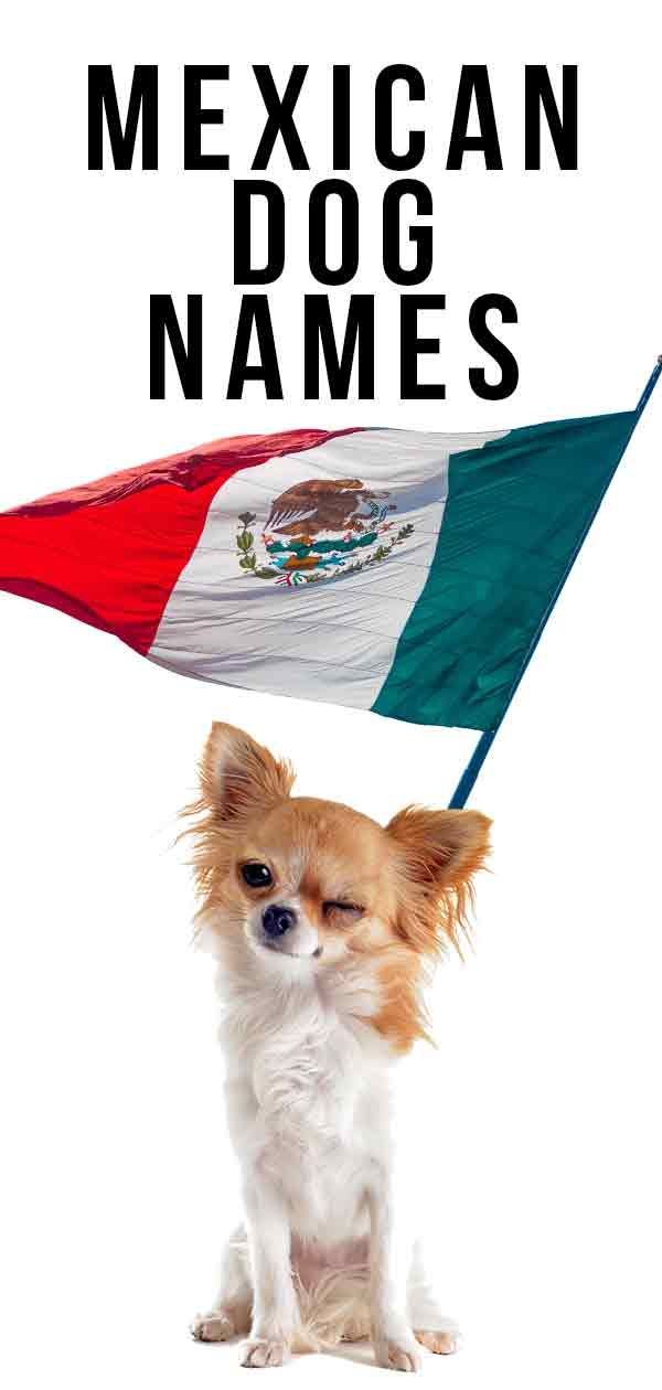 Noms de chiens mexicains: trouvez le meilleur pour votre chiot