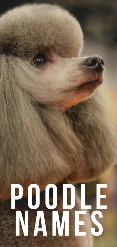 プードルの名前–あなたの巻き毛の子犬のための650以上の素晴らしいアイデア